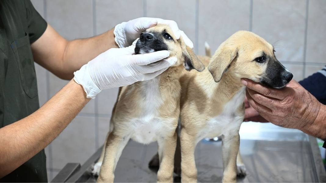 Kemer’de Sokak Hayvanlarına Büyük Destek: Yüzlerce Can Dost Tedavi Edildi! 6